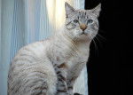 Photo Ocicat