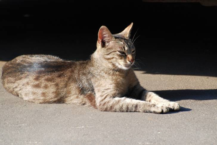 Un Ocicat allongé sur un trottoir au soleil