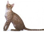 Ocicat - Ocicat