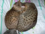 amenophis rois soleil ocicat - Ocicat