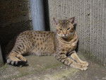 amenophis rois soleil ocicat - Ocicat