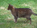 Ocicat - Ocicat