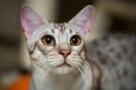 Photo Ocicat