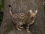 Photo Ocicat