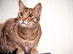 Photo Ocicat