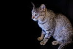 Photo Ocicat