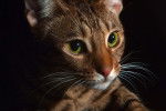 Photo Ocicat