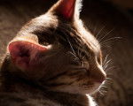 Photo Ocicat