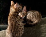 Photo Ocicat