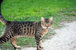 Photo Ocicat