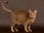 Photo Ocicat