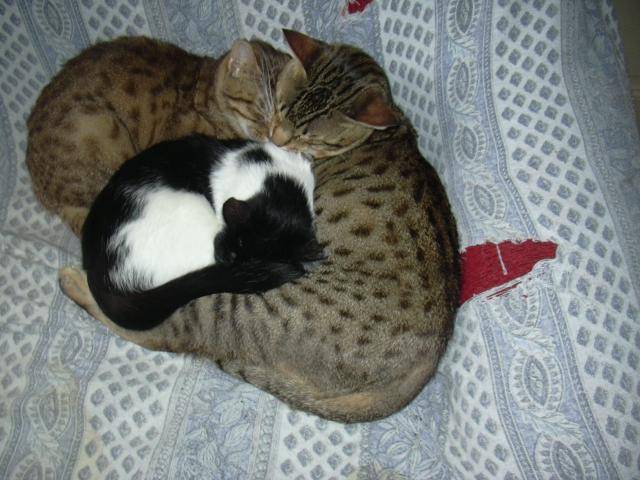 fripouille, dream tiger syla et amenophis rois soleil ( ocicat) - Ocicat