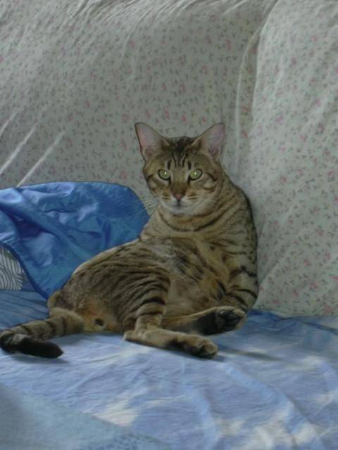 Amenophi Rois Soleil ( Ocicat ) - Ocicat
