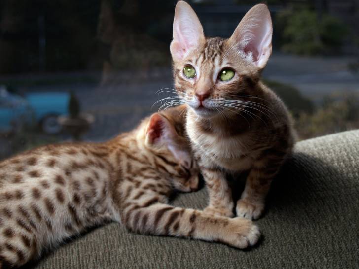 Photo Ocicat