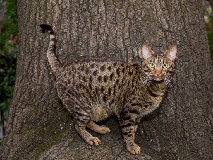 Photo Ocicat