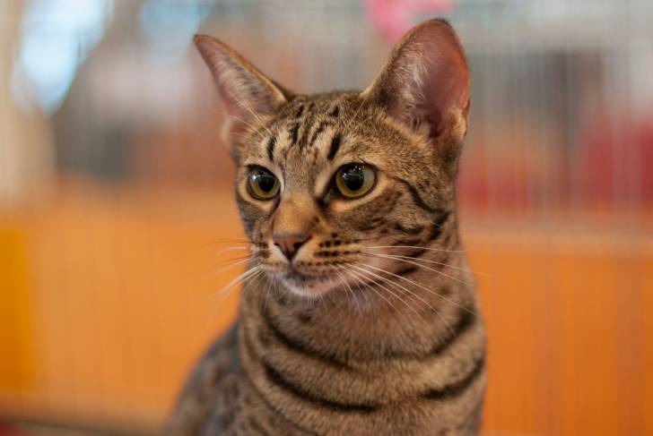 un Ocicat tigré vu de face 