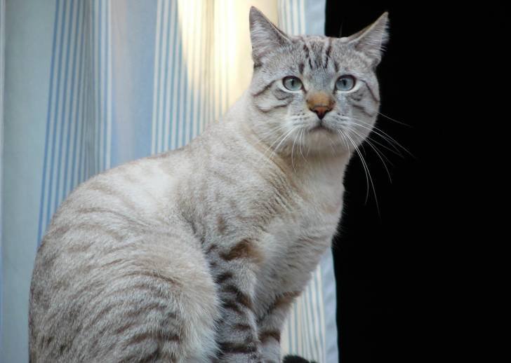 Photo Ocicat