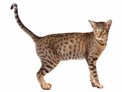 Photo Ocicat