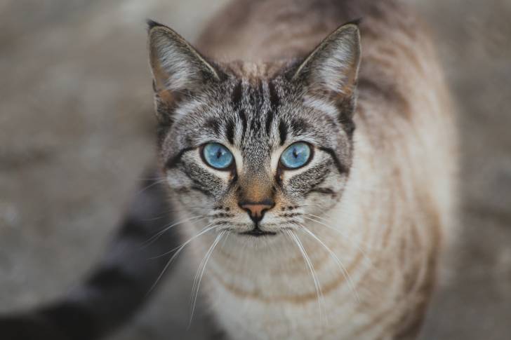 Un superbe Ojos Azules gris tabby