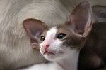 Oriental - Oriental Shorthair