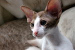 Le Cornish Rex - Oriental Shorthair