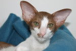 Photo Oriental Shorthair