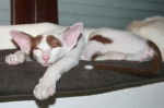 Photo Oriental Shorthair