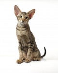 Photo Oriental Shorthair