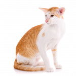Photo Oriental Shorthair