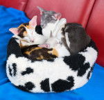 Photo Oriental Shorthair