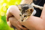 Photo Oriental Shorthair
