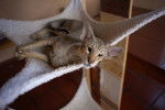 Un Oriental Shorthair penaud dans son hamac
