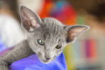 Photo Oriental Shorthair