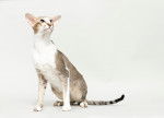 Photo Oriental Shorthair