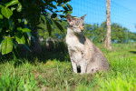 Photo Oriental Shorthair