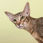 Photo Oriental Shorthair