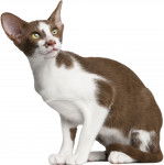 Photo Oriental Shorthair