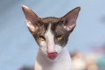 Photo Oriental Shorthair