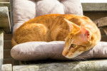 Un bel Oriental Shorthair roux allongé sur un coussin