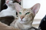 Photo Oriental Shorthair