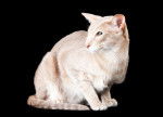 Photo Oriental Shorthair