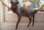 Photo Oriental Shorthair