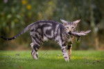 Photo Oriental Shorthair