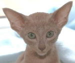 belle - Oriental Shorthair (1 mois)