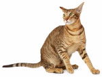 Photo Oriental Shorthair