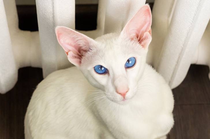 Un Oriental Shorthair blanc aux yeux bleus assis devant le radiateur