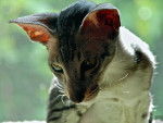 Oriental shorthair - Oriental Shorthair