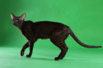 Photo Oriental Shorthair