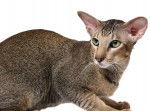 Photo Oriental Shorthair