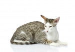 Photo Oriental Shorthair